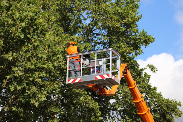 Best Tree Trimming and Pruning  in Clark, SD